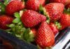 Fragole