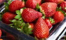Fragole
