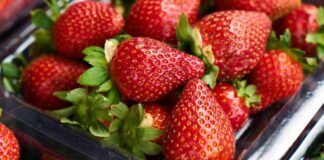Fragole