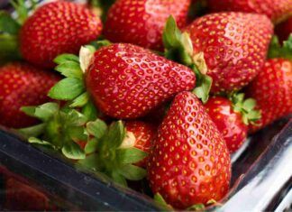 Fragole