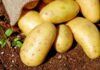 Patate