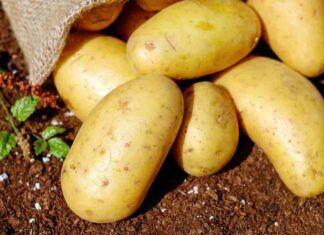 Patate