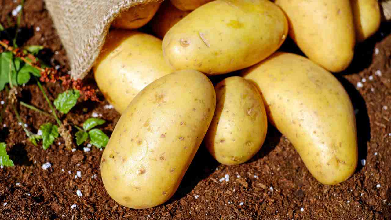 Patate