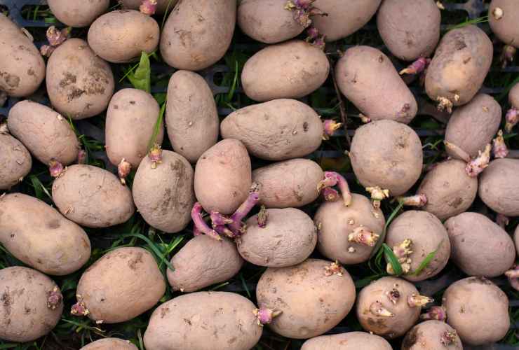 Patate germogliate si possono mangiare solo in questo caso - RicettaSprint