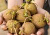 Patate germogliate si possono mangiare solo in questo caso - RicettaSprint