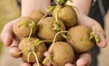 Patate germogliate si possono mangiare solo in questo caso - RicettaSprint