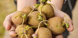 Patate germogliate si possono mangiare solo in questo caso - RicettaSprint