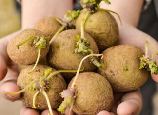 Patate germogliate si possono mangiare solo in questo caso - RicettaSprint