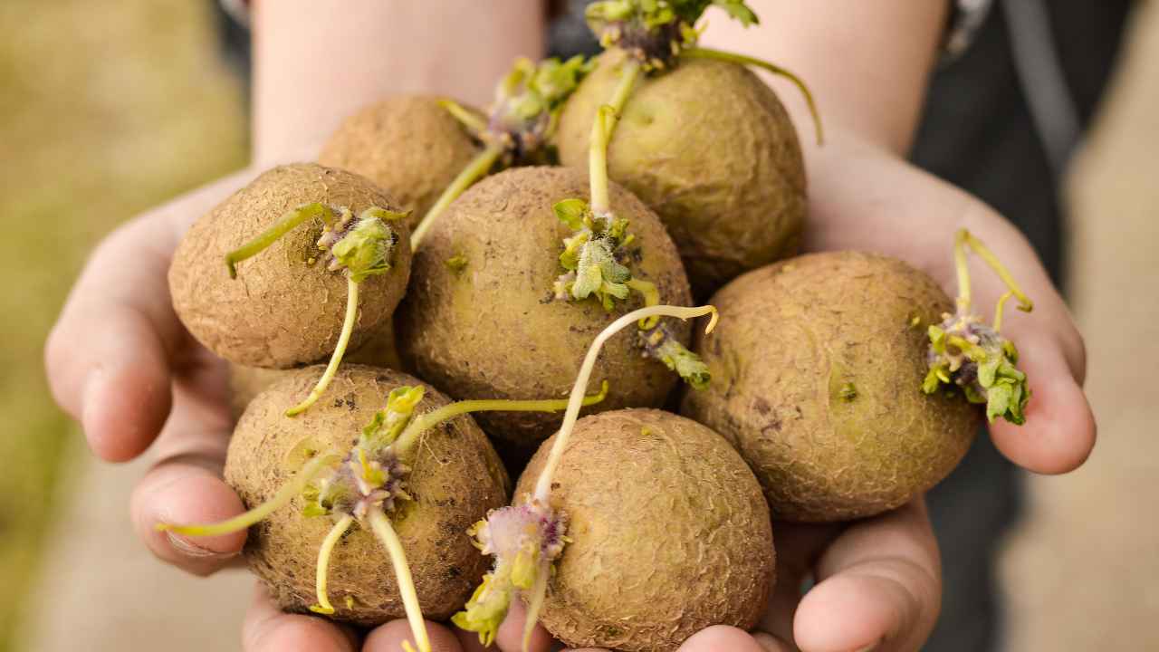 Patate germogliate si possono mangiare solo in questo caso - RicettaSprint