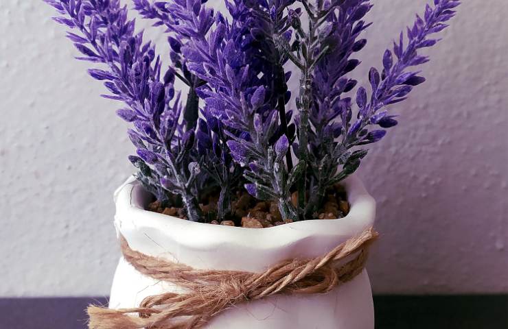 Pianta di lavanda