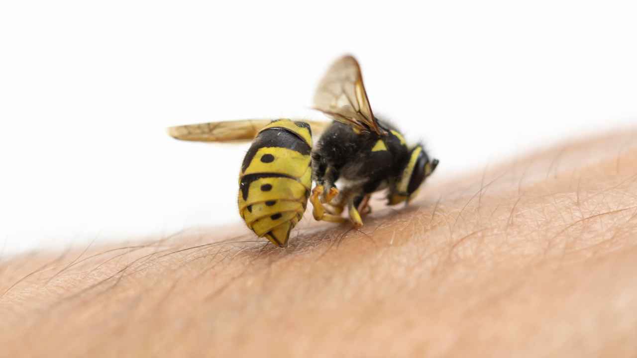 Punture api e vespe rimedi naturali - RicettaSprint