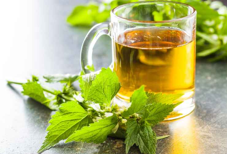 Tisana alle ortiche dimagrante - RicettaSprint