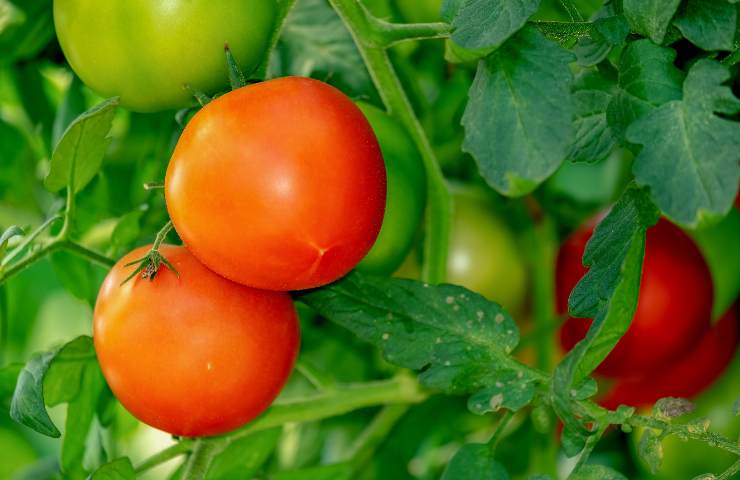 Come coltivare pianta pomodori in vaso RicettaSprint