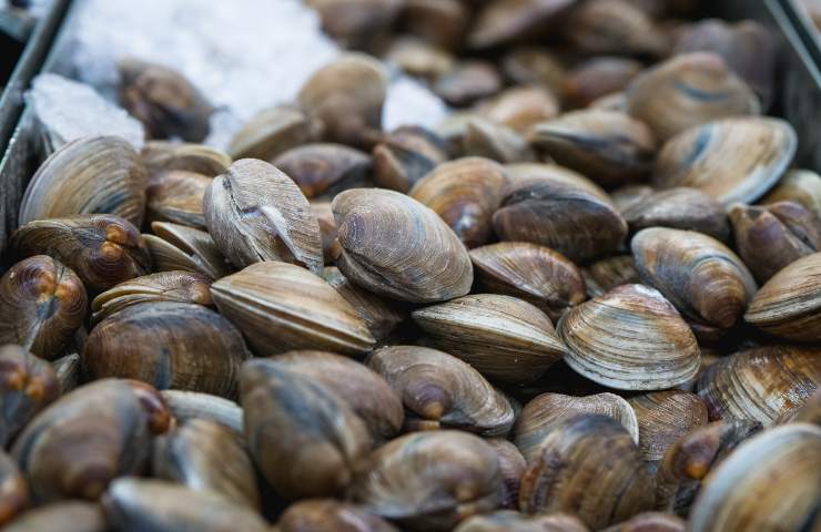vongole