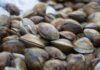 Vongole sempre perfette si conservano - RicettaSprint