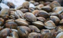 Vongole sempre perfette si conservano - RicettaSprint