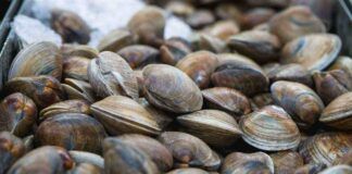 Vongole sempre perfette si conservano - RicettaSprint