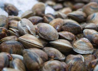 Vongole sempre perfette si conservano - RicettaSprint