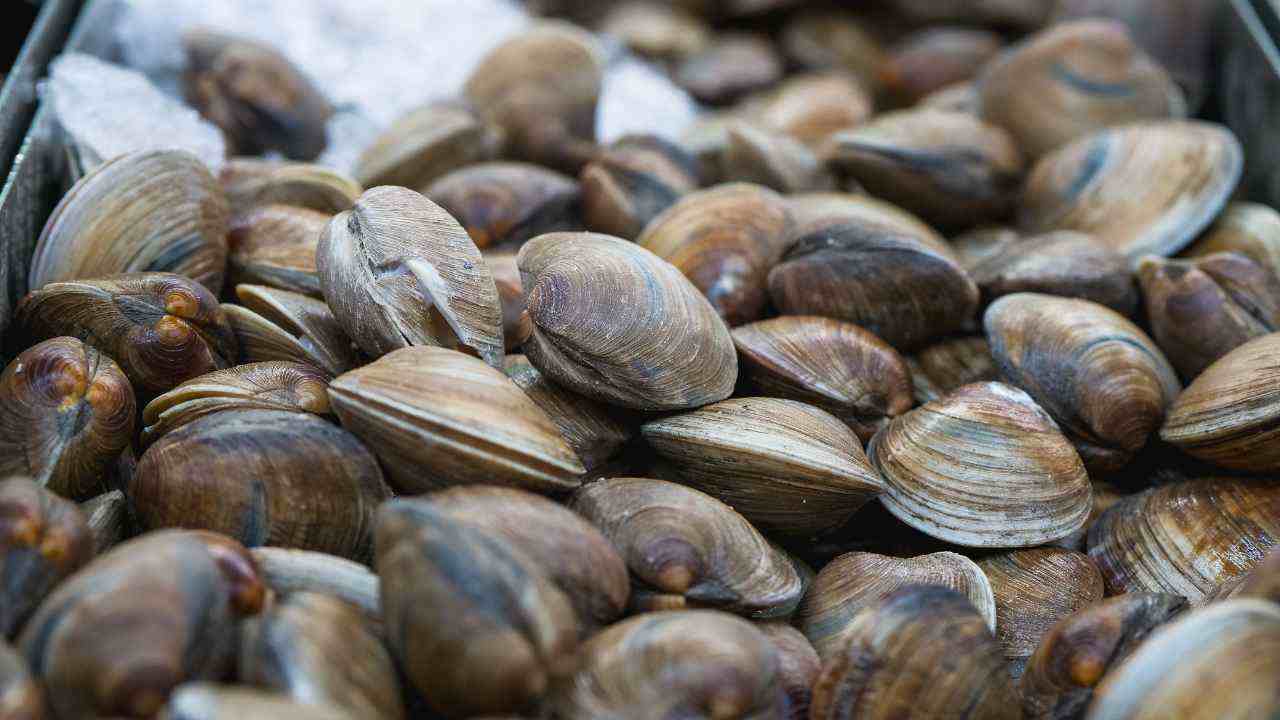 Vongole sempre perfette si conservano - RicettaSprint