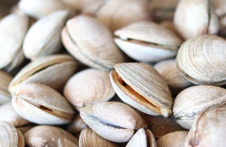 vongole