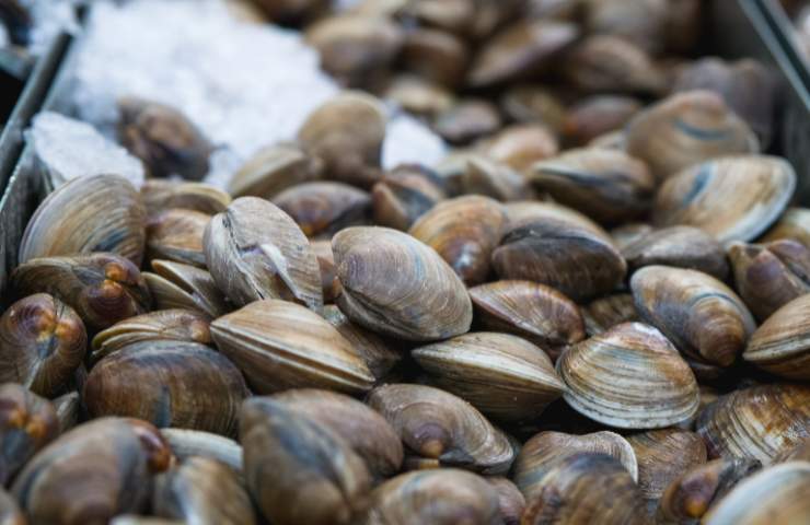 vongole
