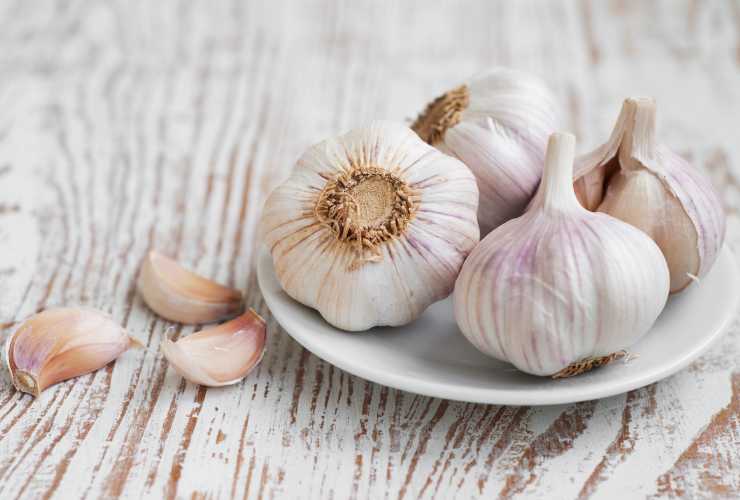 Aglio nelle piante come metterlo - RicettaSprint