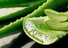Aloe vera non usare così le foglie RicettaSprint