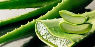 Aloe vera non usare così le foglie RicettaSprint