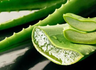 Aloe vera non usare così le foglie RicettaSprint