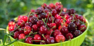 Ciliegie fresche