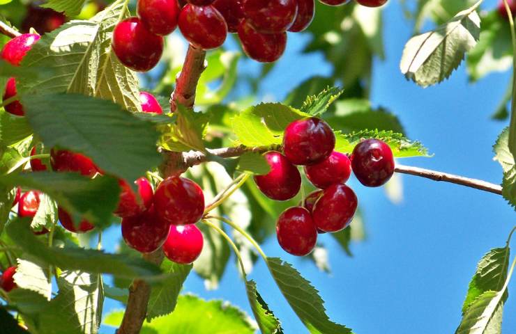 Ciliegie sull'albero