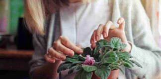 Curare le piante il trucco perfetto - RicettaSprint