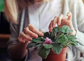 Curare le piante il trucco perfetto - RicettaSprint