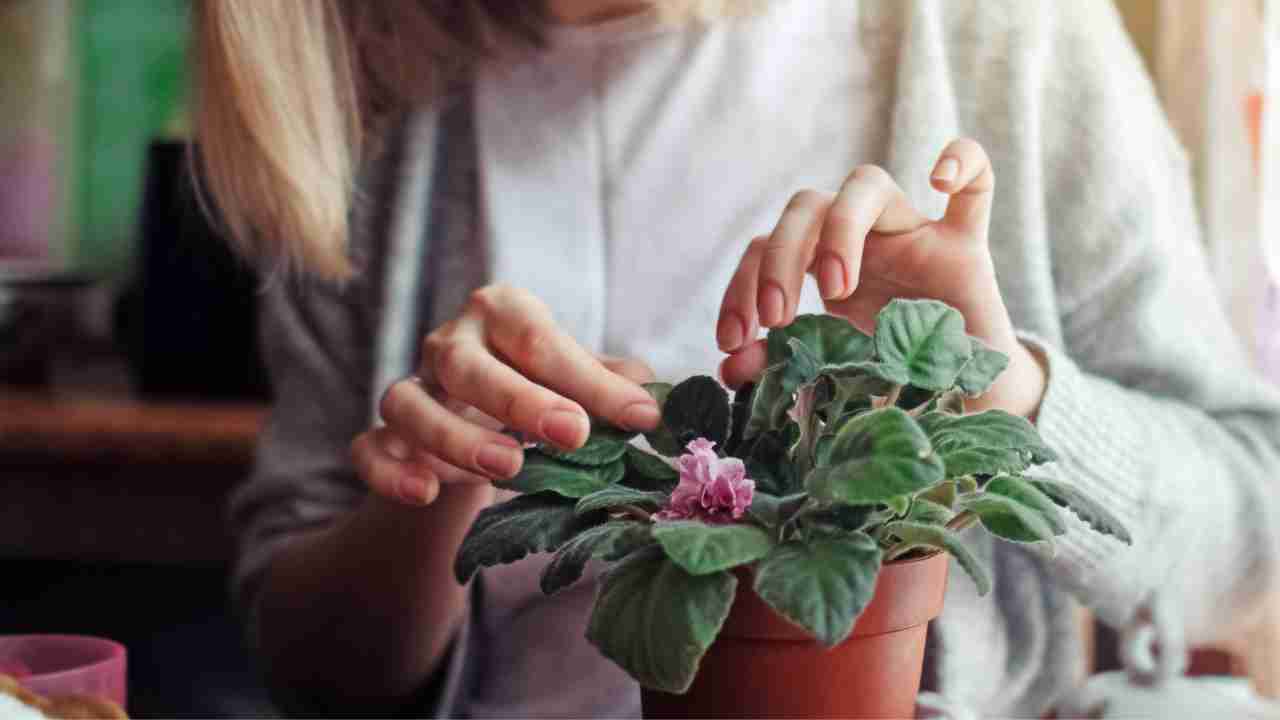 Curare le piante il trucco perfetto - RicettaSprint