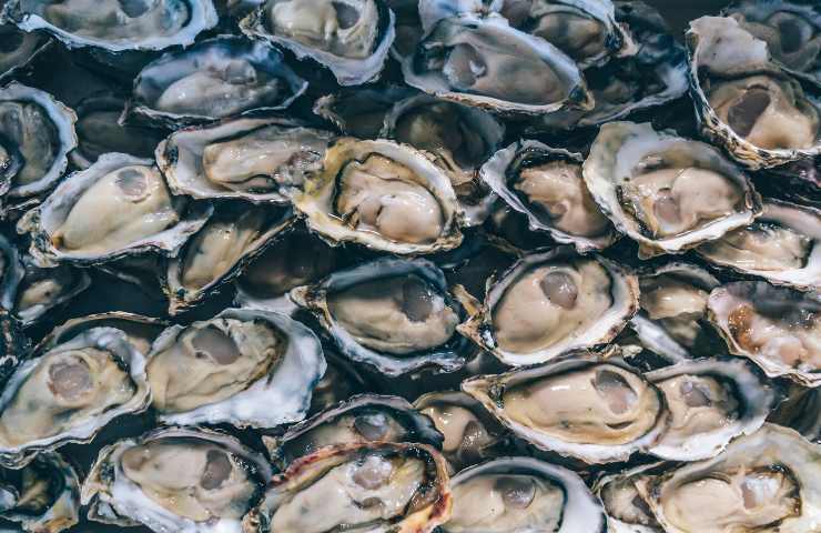 Ostriche appena pescate