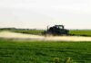 Campo agricolo trattato con glifosato