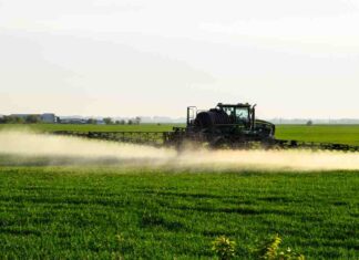 Campo agricolo trattato con glifosato