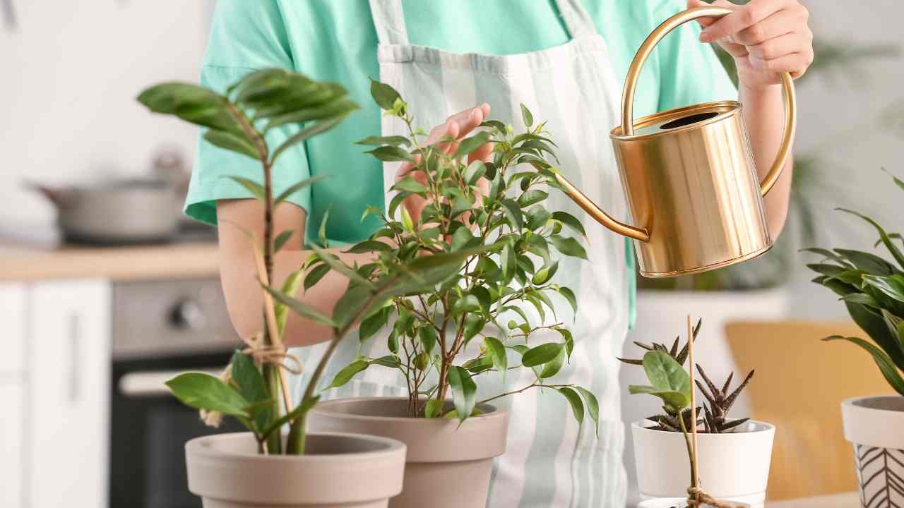 Innaffiare le piante quando si è in vacanza RicettaSprint
