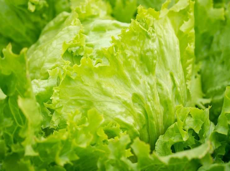 Insalata light RicettaSprint