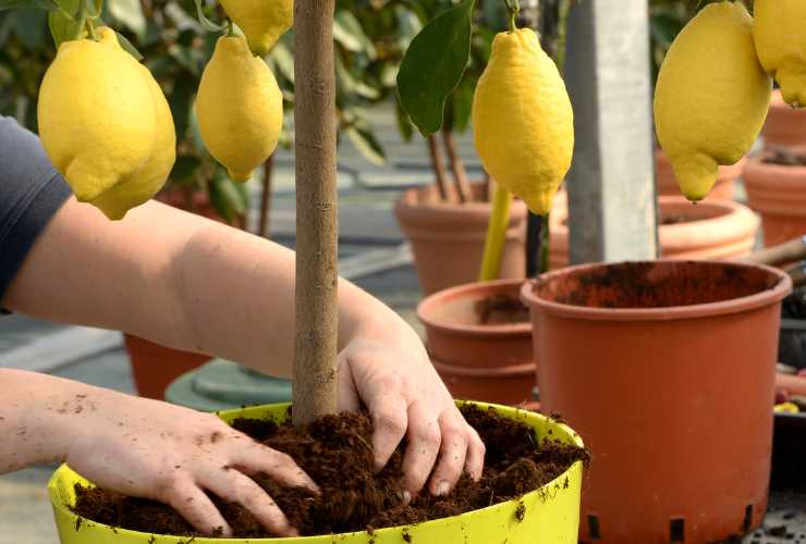 Latte scaduto fertilizzante per la pianta di limone RicettaSprint