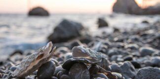 Ostriche al mare