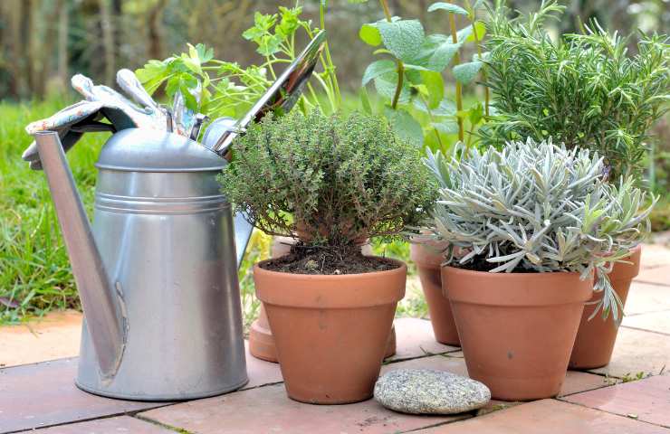 Diverse erbe aromatiche