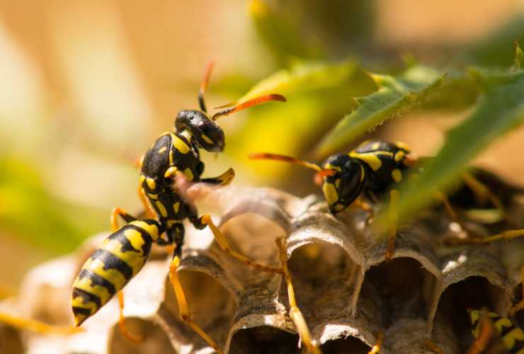Nido di vespe come liberarsene - RicettaSprint