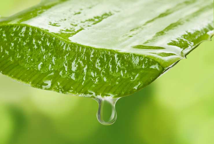 Pericoli aloe vera da vera - RicettaSprint