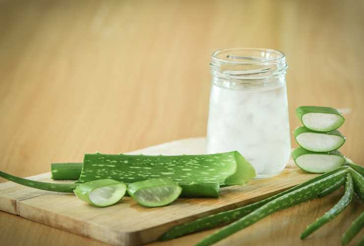 Pericoli aloe vera da vera - RicettaSprint