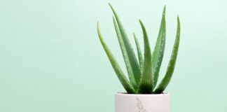 Pianta di aloe vera