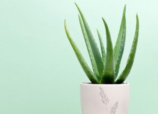 Pianta di aloe vera