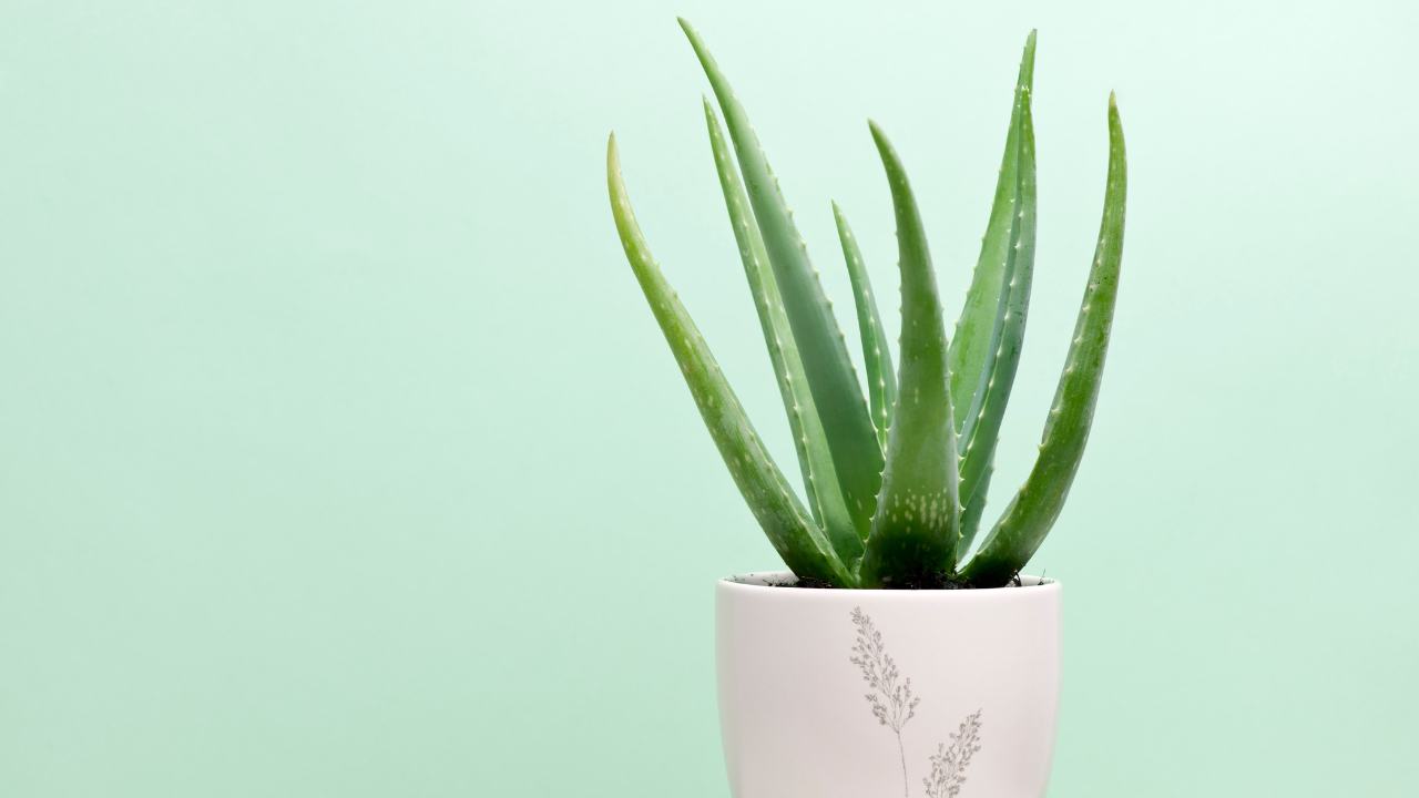 Pianta di aloe vera