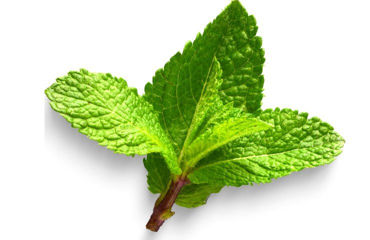 Foglia di menta