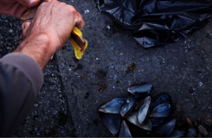 Pulizia delle cozze in corso